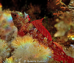 Female blenny ready for the relay race holding the flag by Aksems Kuzucu 